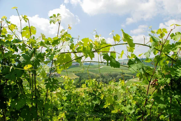 Winnice w Langhe, Piemont - Włochy — Zdjęcie stockowe