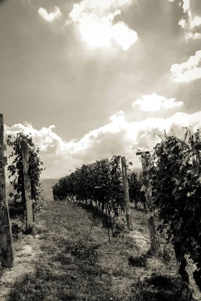 Wijngaarden van Langhe, Piemonte - Italië — Stockfoto