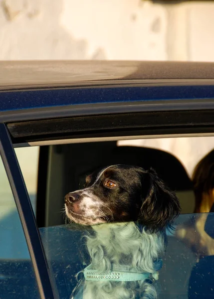 Dog from the car window — Stock Photo, Image