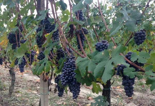 Nebbiolo druiven in de wijngaarden van Langhe — Stockfoto