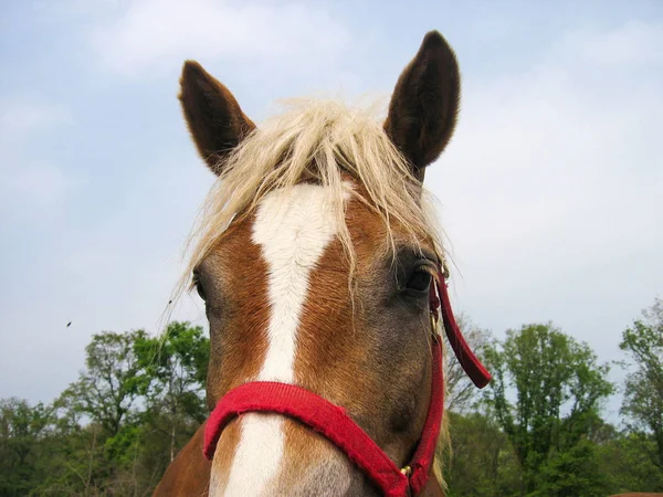 Huvud av en vit åsna — Stockfoto