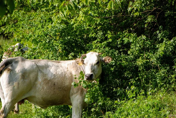 Krávy, pasoucí se poblíž Montezemolo — Stock fotografie