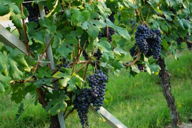 Nebbiolo üzüm demet
