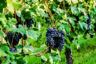 Nebbiolo üzüm demet