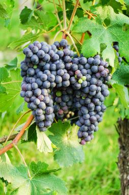 Nebbiolo üzüm demet