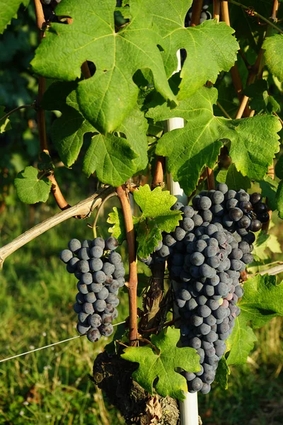 Bando de uvas Nebbiolo — Fotografia de Stock
