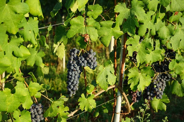 Bando de uvas Nebbiolo — Fotografia de Stock