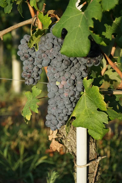 Грона винограду Nebbiolo — стокове фото
