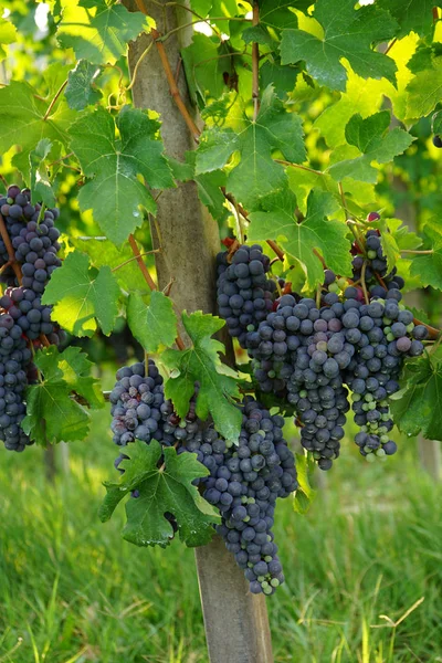 Stelletje Nebbiolo druiven — Stockfoto