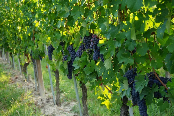 Bando de uvas Nebbiolo — Fotografia de Stock