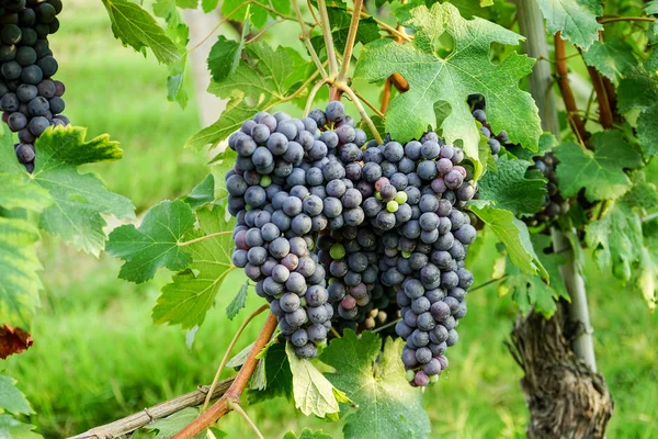 Bando de uvas Nebbiolo — Fotografia de Stock