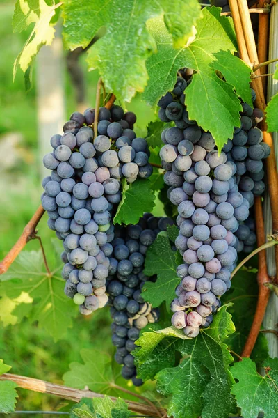Bando de uvas Nebbiolo — Fotografia de Stock
