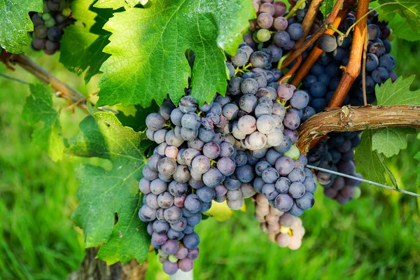 Ramo de uvas Nebbiolo — Foto de Stock