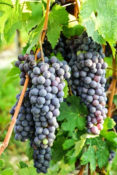 Bando de uvas Nebbiolo — Fotografia de Stock