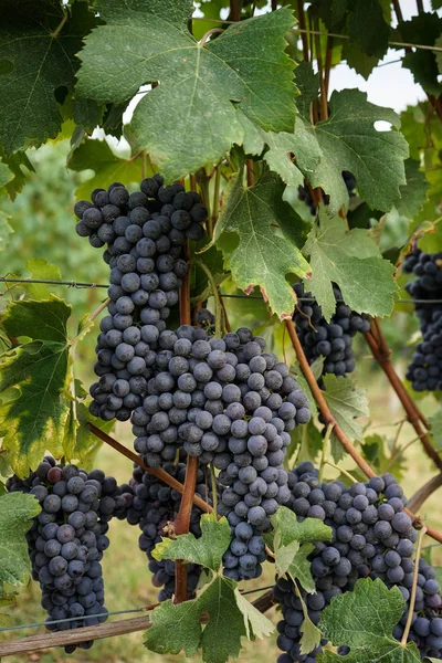 Vinhas à espera da colheita — Fotografia de Stock