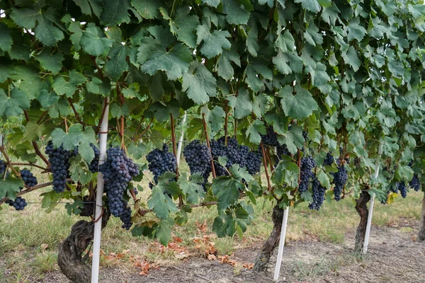 Vinice čekají na sklizeň — Stock fotografie