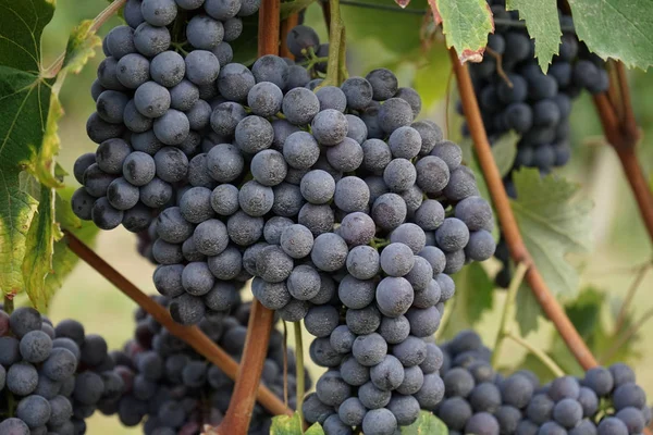 Виноградники ждут сбора урожая — стоковое фото