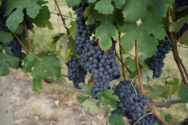 Szüretre váró szőlőültetvények — Stock Fotó
