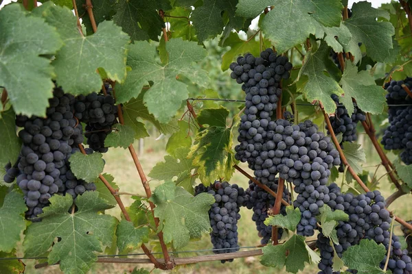 Wijngaarden wachtend op de oogst — Stockfoto