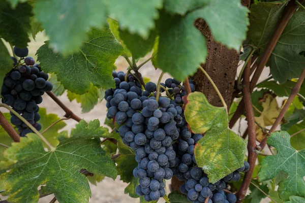 Wijngaarden wachtend op de oogst — Stockfoto