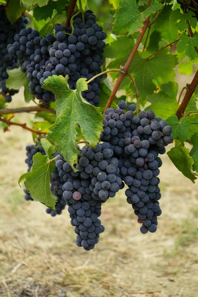 Виноградники ждут сбора урожая — стоковое фото