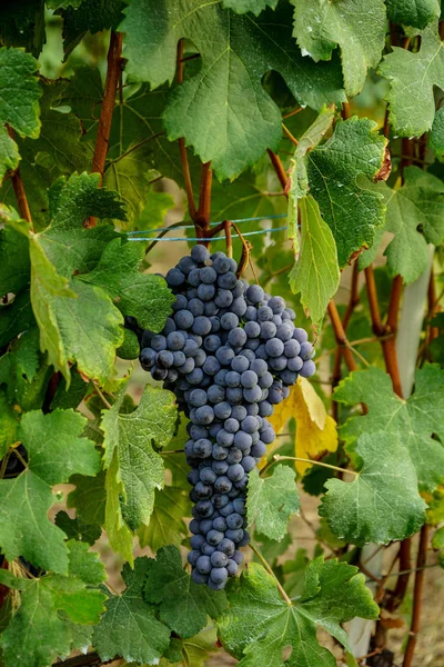 Виноградники чекають урожаю — стокове фото