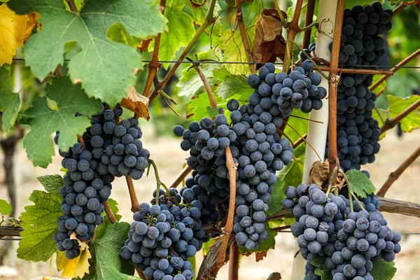 Viñedos esperando la cosecha — Foto de Stock