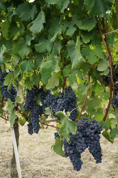 Vinhas à espera da colheita — Fotografia de Stock