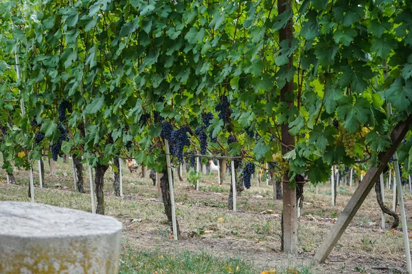 Vinhas à espera da colheita — Fotografia de Stock