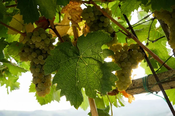 Weinberge warten auf Ernte — Stockfoto