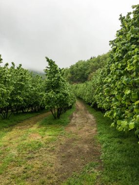 Fındık ağaçları saran Cortemilia