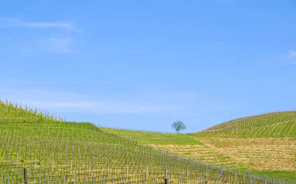 Hügel rund um Serralunga d 'alba — Stockfoto