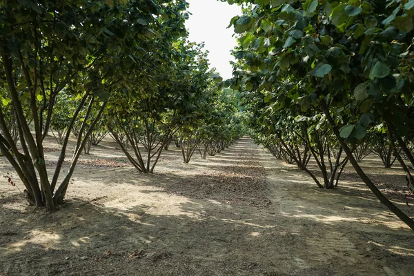 Alan fındık ağaçları ile