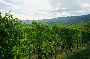 üzüm ve üzüm bağları