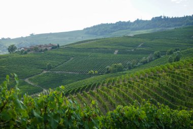 üzüm ve üzüm bağları