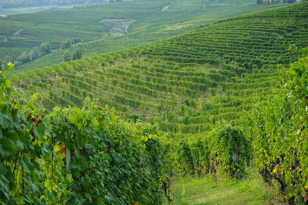 üzüm ve üzüm bağları