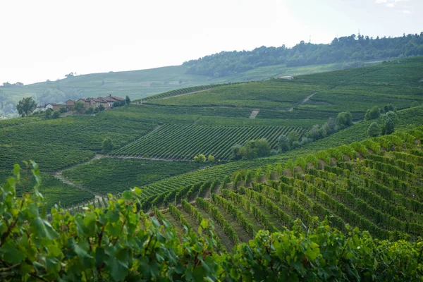 üzüm ve üzüm bağları