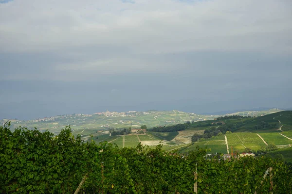 Weinberge der Langhe — Stockfoto