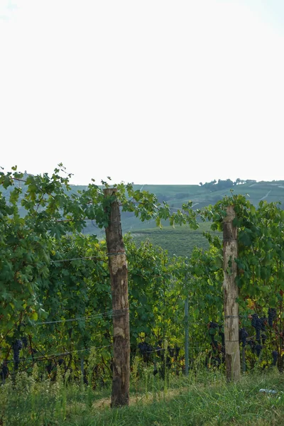 üzüm ve üzüm bağları