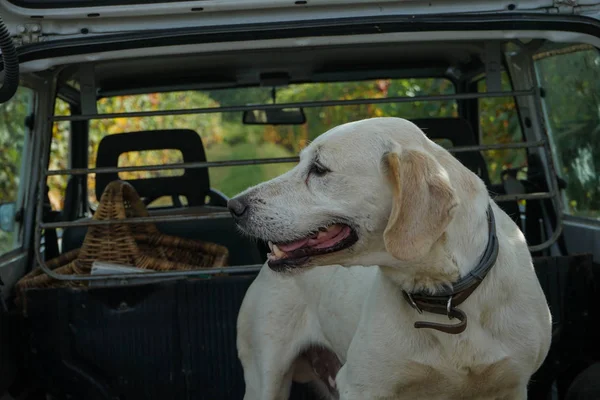 Trüffelhund in der Langhe — Stockfoto