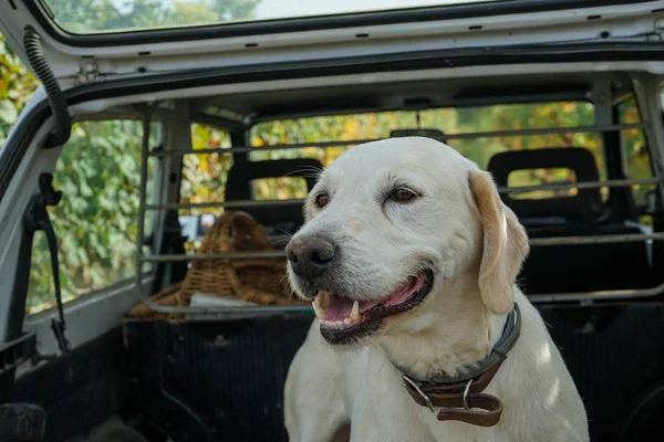 Truffle köpek Langhe içinde