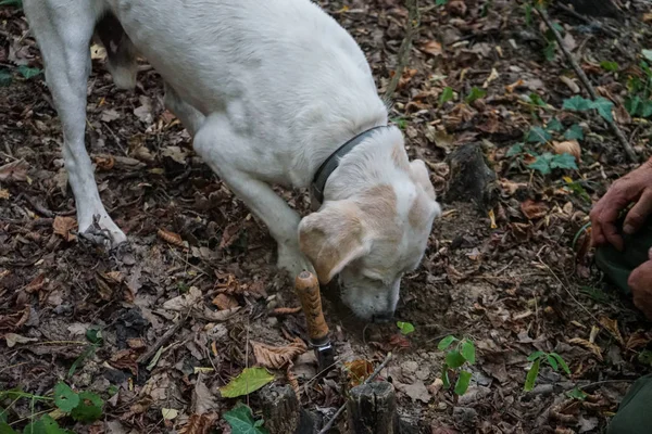 Трюфель собака в у регіоні Langhe — стокове фото