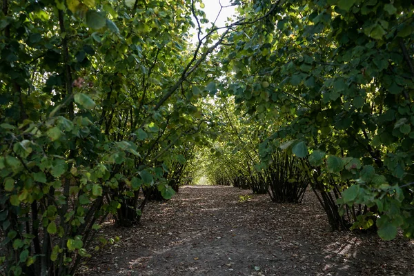 Campo coberto de avelãs — Fotografia de Stock