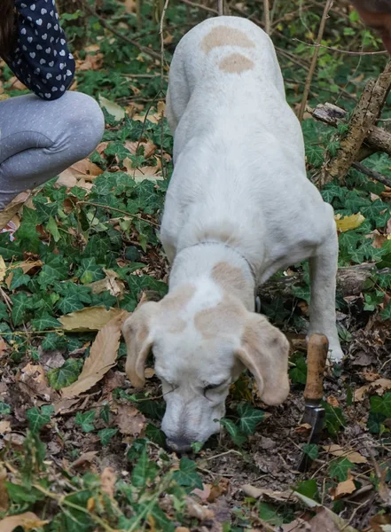 Truffle dog in the Langhe — Stock Photo, Image