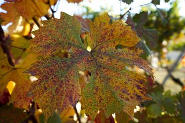 Langhe asma yaprağı