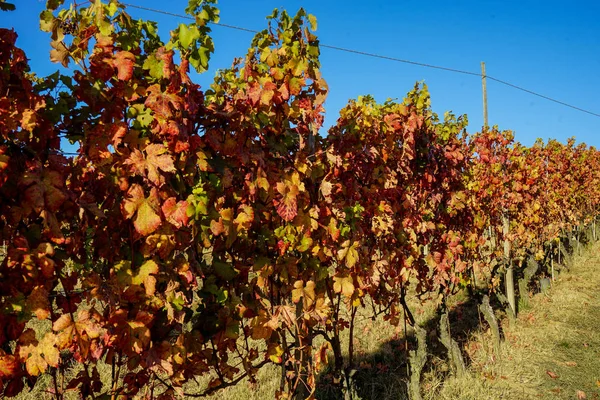 A Langhe régió szőlőültetvényeire — Stock Fotó