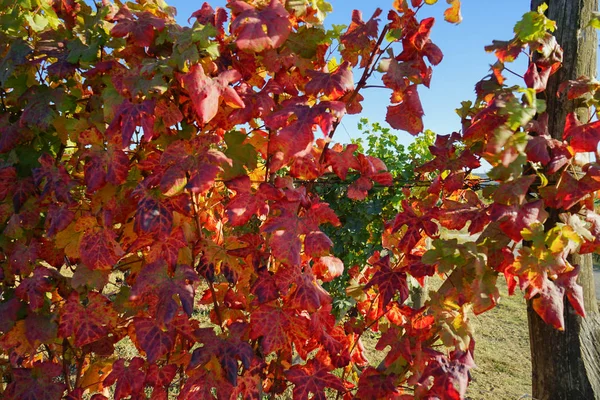 Langhe vine leaves — Stock Photo, Image