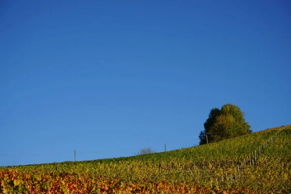 Langhe hills near Diano d'Alba — ストック写真