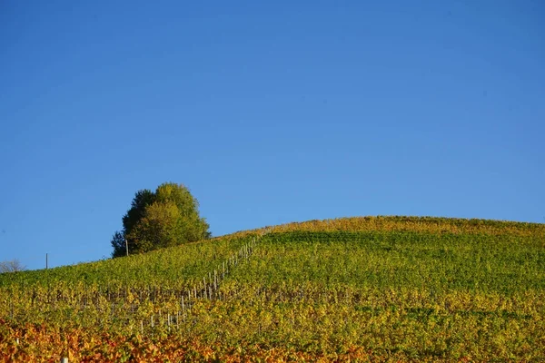 Langhe hills near Diano d'Alba — ストック写真