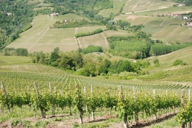 Langhe, üzüm bağları